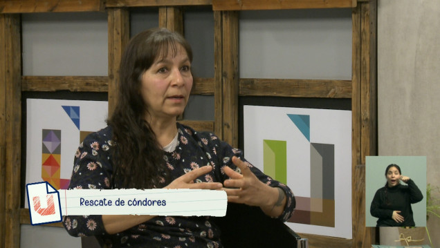imagen Por qué se rescatan cada vez más cóndores en Mendoza y el resto del país