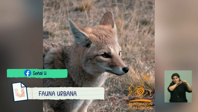 imagen Fauna urbana, columna de Fundación Cullunche