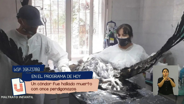 imagen Un cóndor fue hallado muerto con once perdigonazos