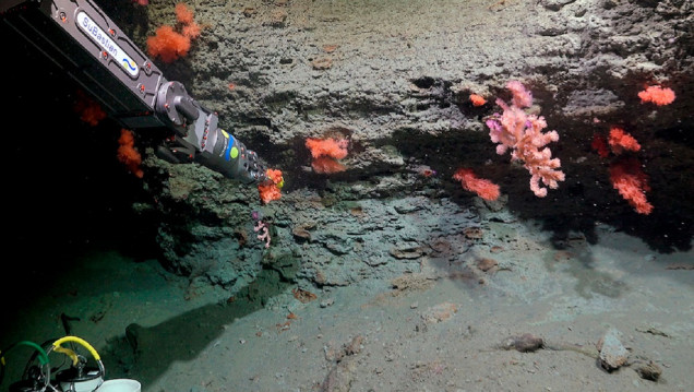 imagen Científicos del Conicet volverán a explorar las profundidades del Mar Argentino