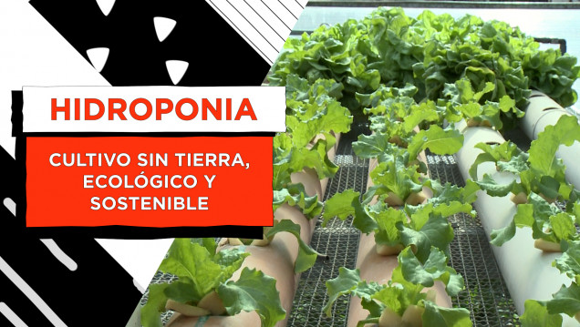 imagen ¿Cómo armar una huerta hidropónica en casa?
