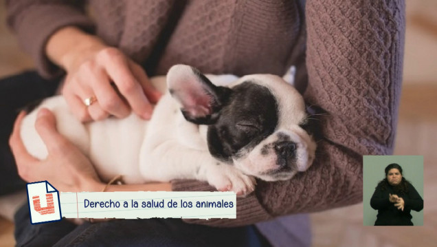 imagen Nuevos paradigmas del Derecho a la Salud Animal