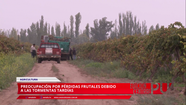 imagen Bajará la producción frutícola por la floración tardía y las intensas lluvias
