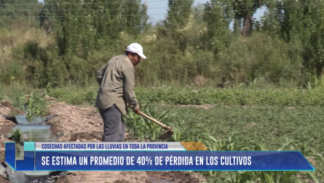 imagen Se estima un promedio de 40% de pérdida en los cultivos