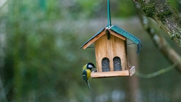imagen Premiarán a estudiantes por diseñar y construir cajas nido para aves entomófagas