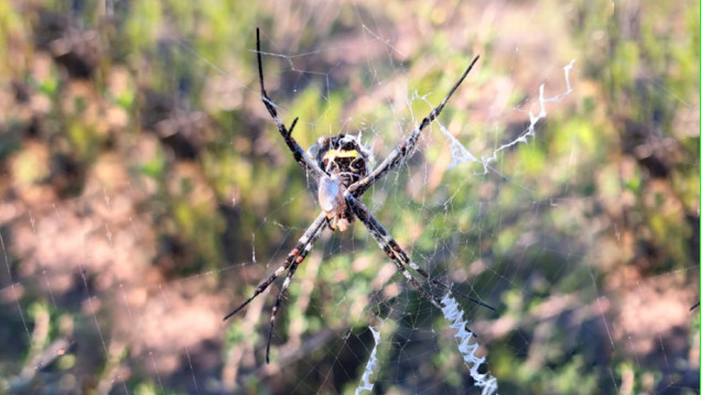 imagen Arácnidos del piedemonte al asfalto: el avance urbano y sus efectos en la biodiversidad 