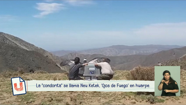 imagen Cómo fue la liberación de la "condorita" Neu Ketek