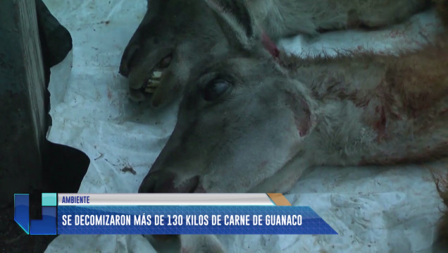 imagen Cazadores furtivos: decomisaron 130 kilos de carne de guanaco