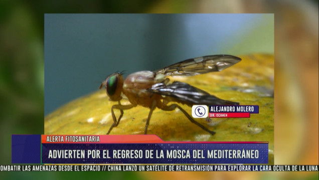 imagen Mendoza, en alerta fitosanitaria