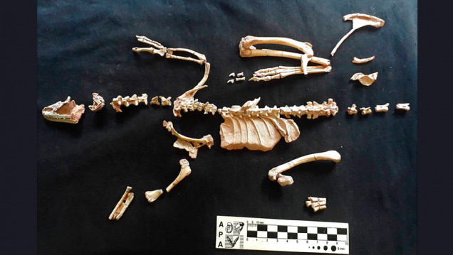imagen Un fósil patagónico de 95 millones de años reescribe la historia evolutiva de un enigmático grupo de dinosaurios
