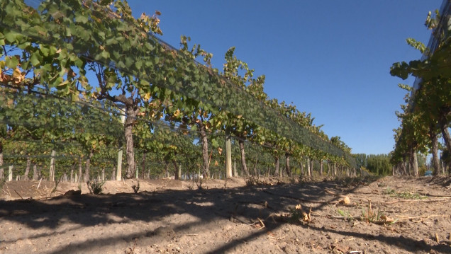imagen Heladas tardías: cómo afecta este fenómeno climático al sector vitivinícola