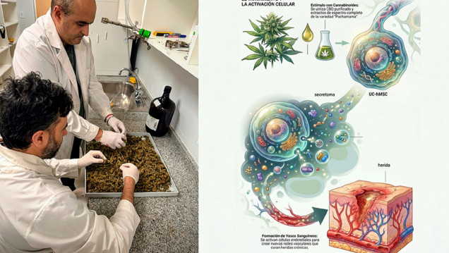 imagen Aportes desde la ciencia al estudio del cannabis y sus derivados