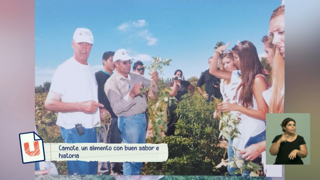 imagen Camote: la historia de un alimento milenario