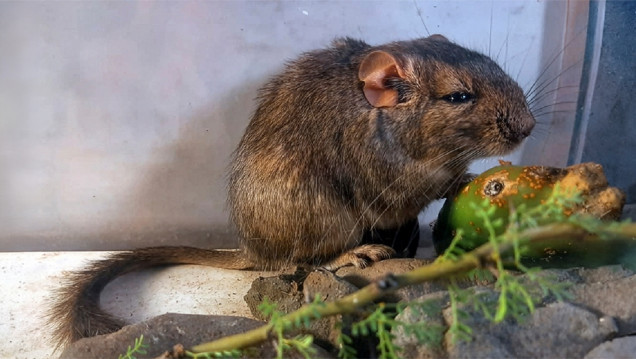 imagen Especialistas del Conicet descubren un nuevo roedor que amplía el conocimiento sobre la biodiversidad argentina