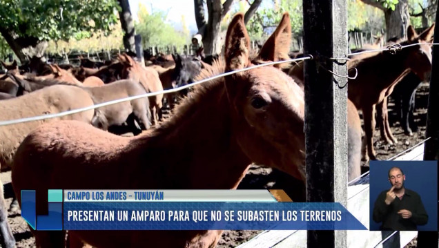imagen Campo Los Andes: presentan amparo para evitar subasten los terrenos