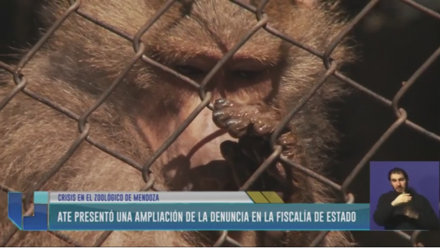 imagen Sigue la crisis en el Zoo de Mendoza