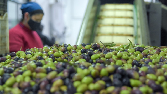 imagen Apoyo de la UNCUYO a siete pymes mendocinas para llevar vino y aceite de oliva al mundo