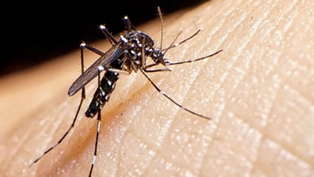 imagen Sarampión y dengue, enfermedades que también tienen en vilo al país