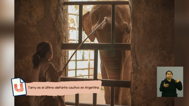 imagen Cómo será el traslado del elefante Tamy al santuario de Brasil