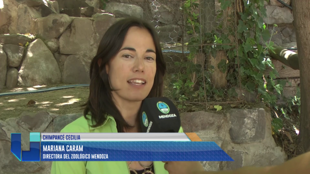 imagen Chimpancé Cecilia: Cuenta regresiva para su traslado al santuario de Brasil 