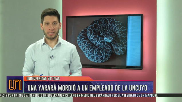 imagen ¿Qué hacer ante la mordedura de una serpiente?